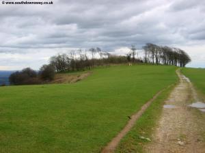 Chanctonbury Ring