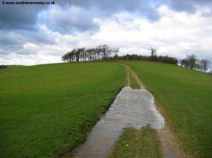 View back to Chanctonbury Ring