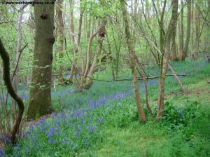 Nursted Copse