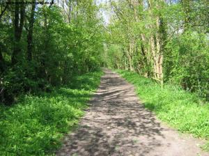 The old Meon Valley Railway line