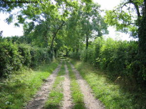 The path near Little Golders
